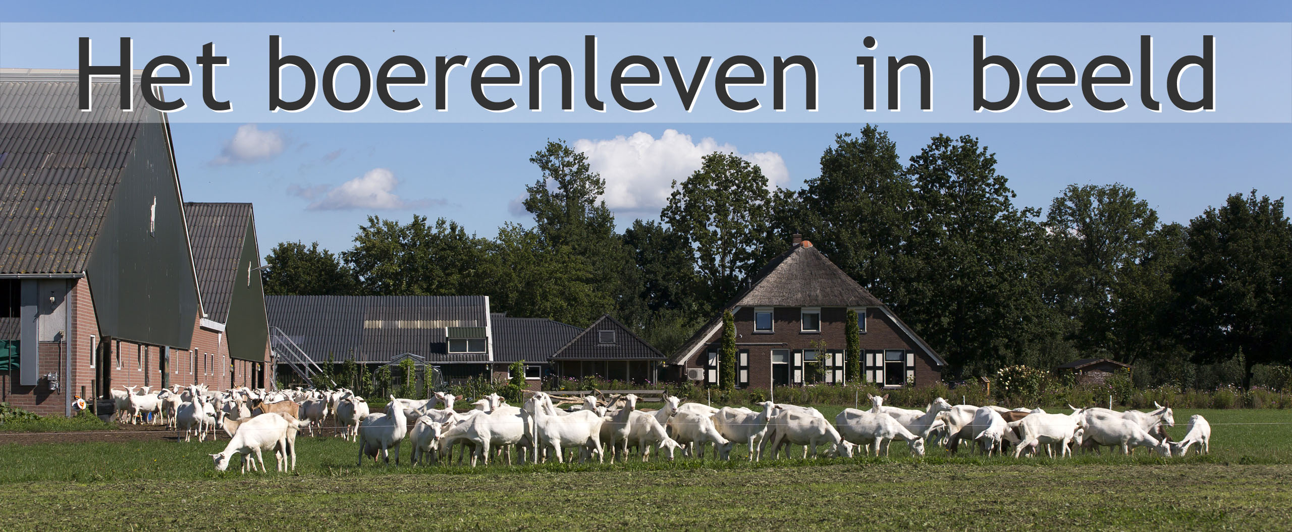 biologische melkgeitenhouderij reimert