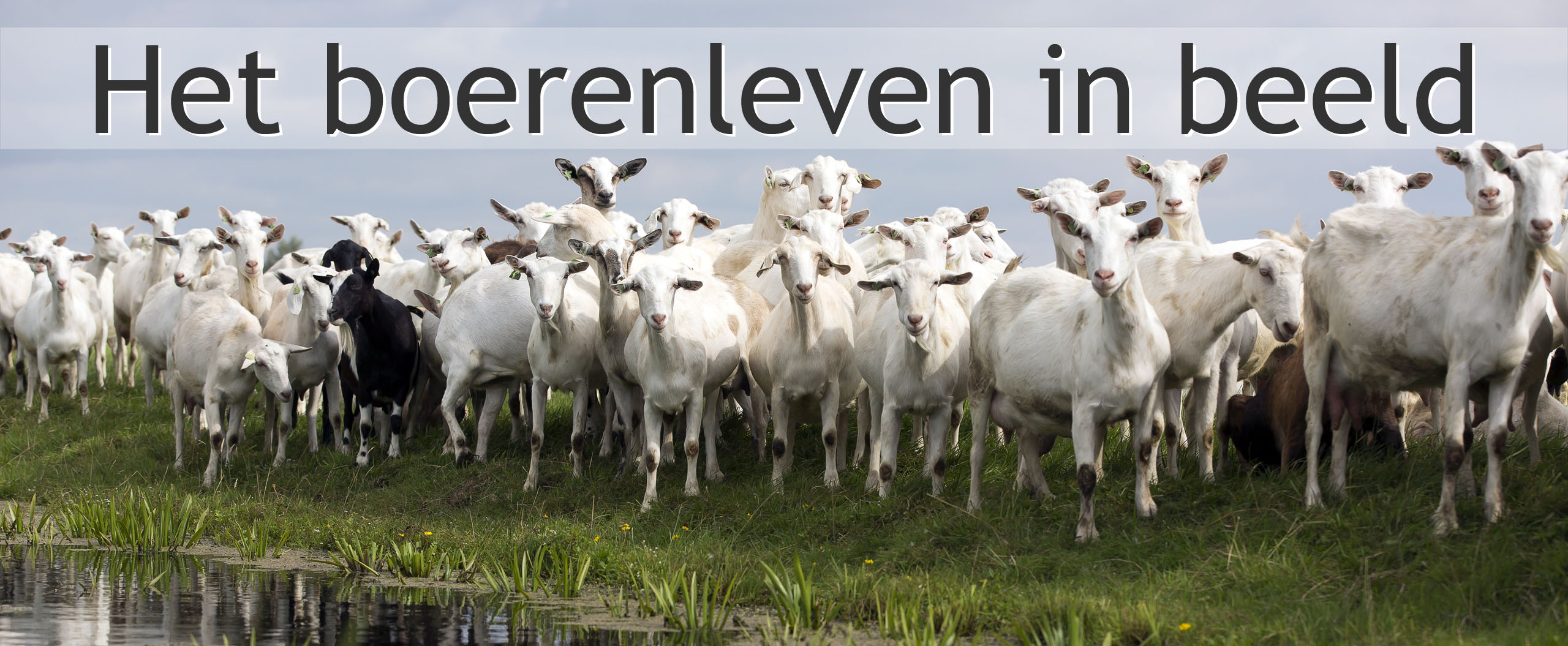 biologische melkgeitenboerderij