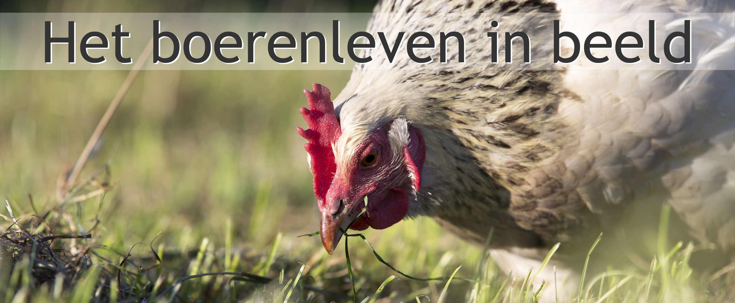 boerderijkip kip kippen
