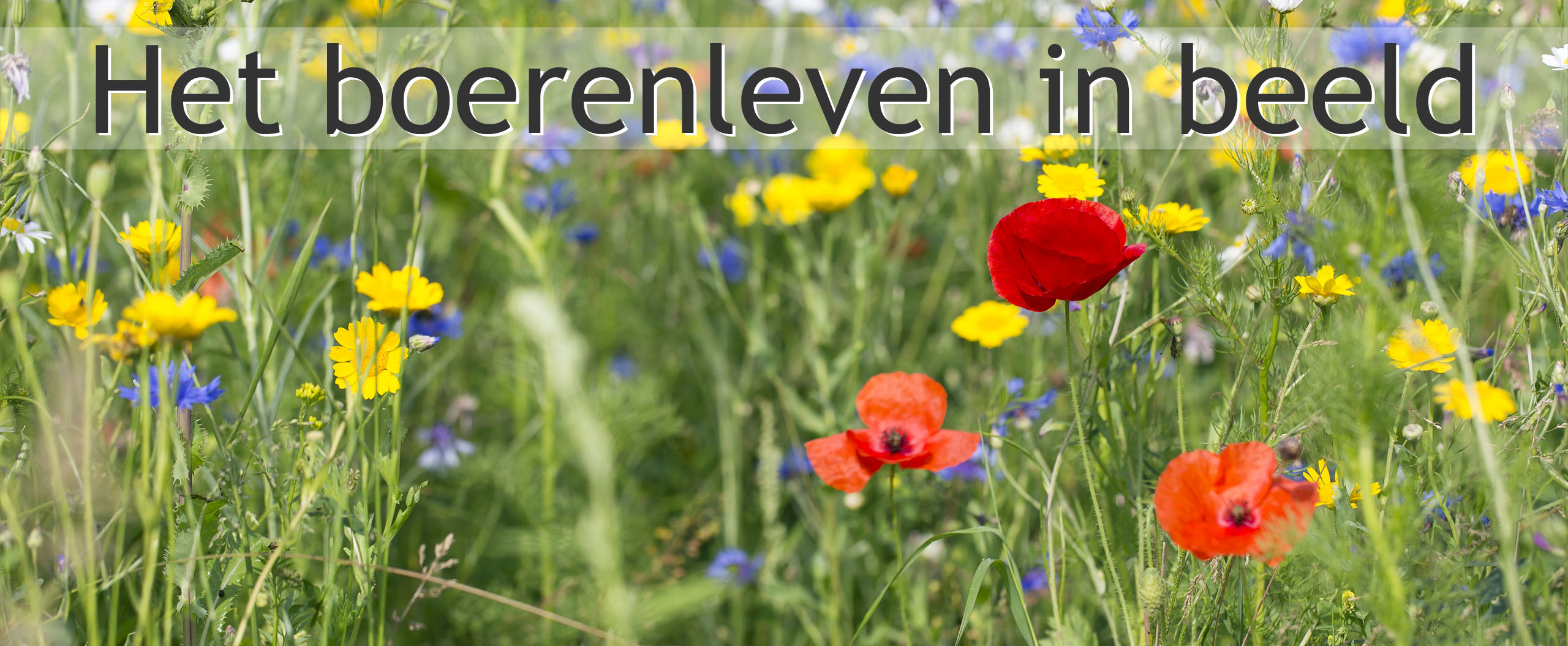 bloeiende akkerrand