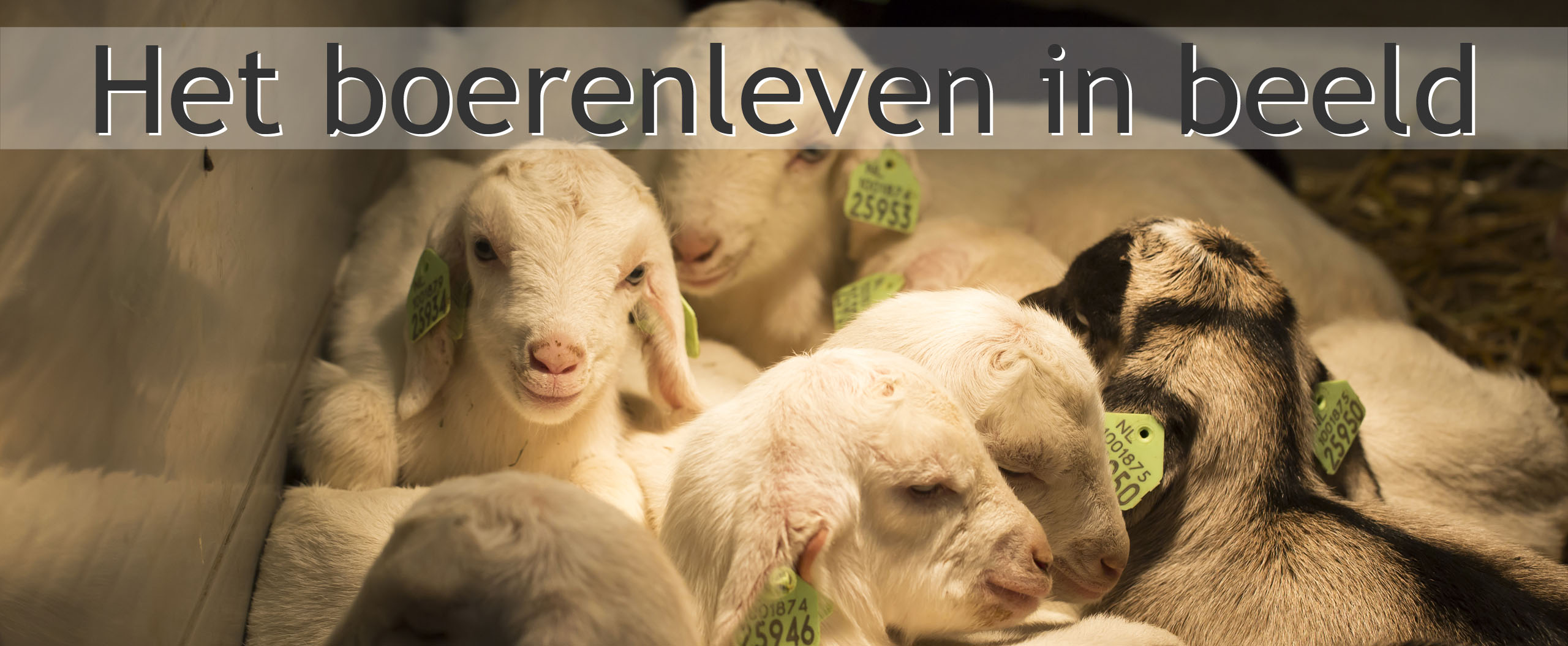 geitenlammetjes