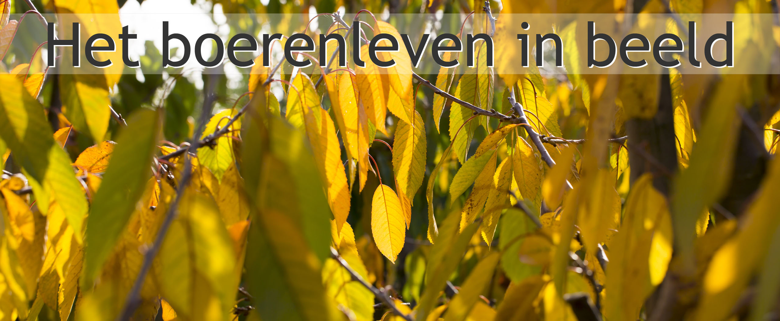 herfstkleuren boomgaard
