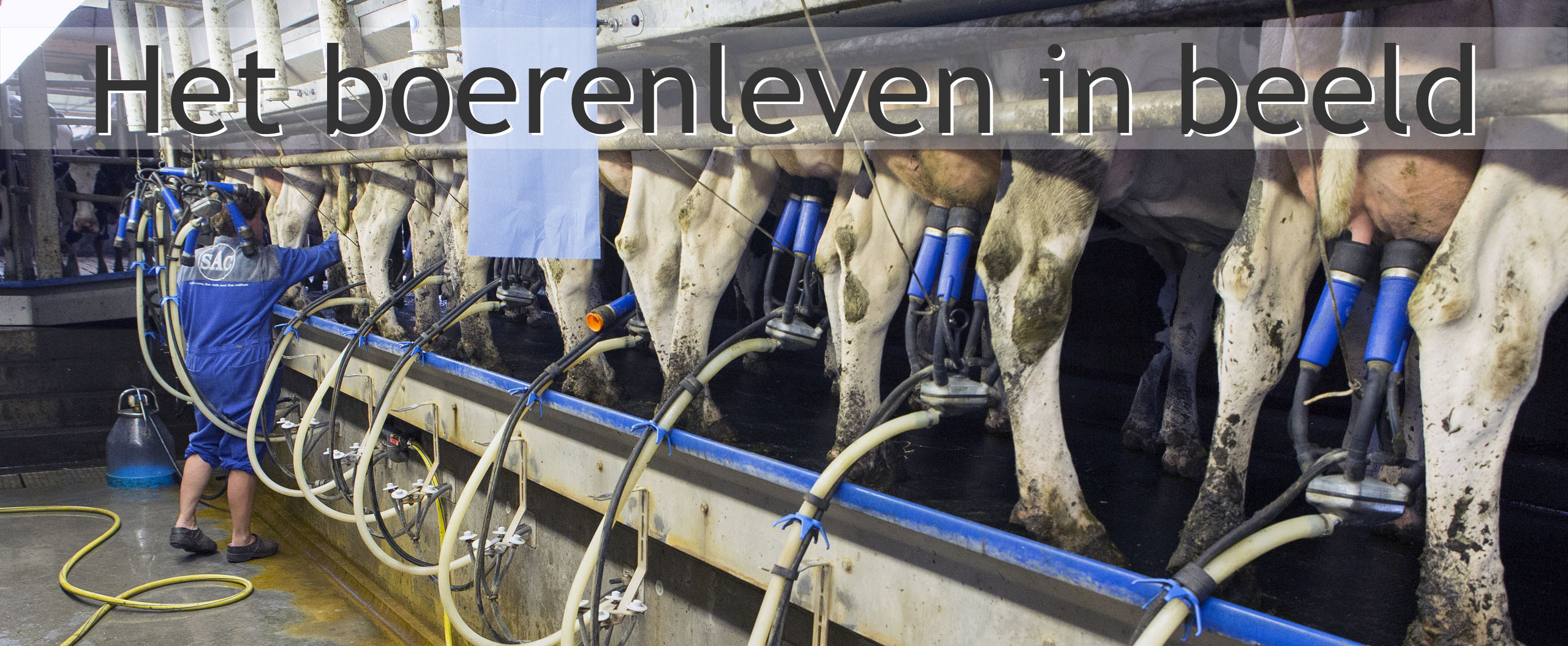 koeien melken