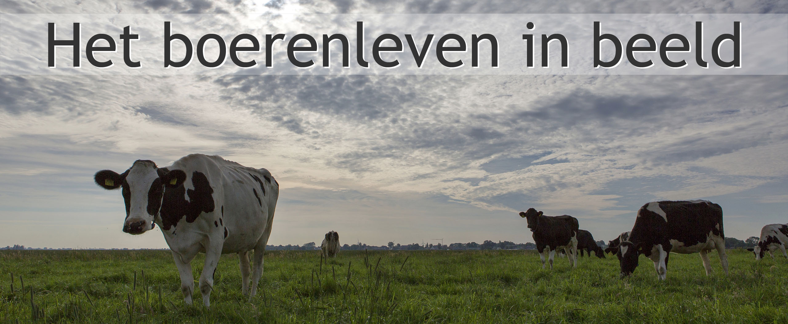koeien weide