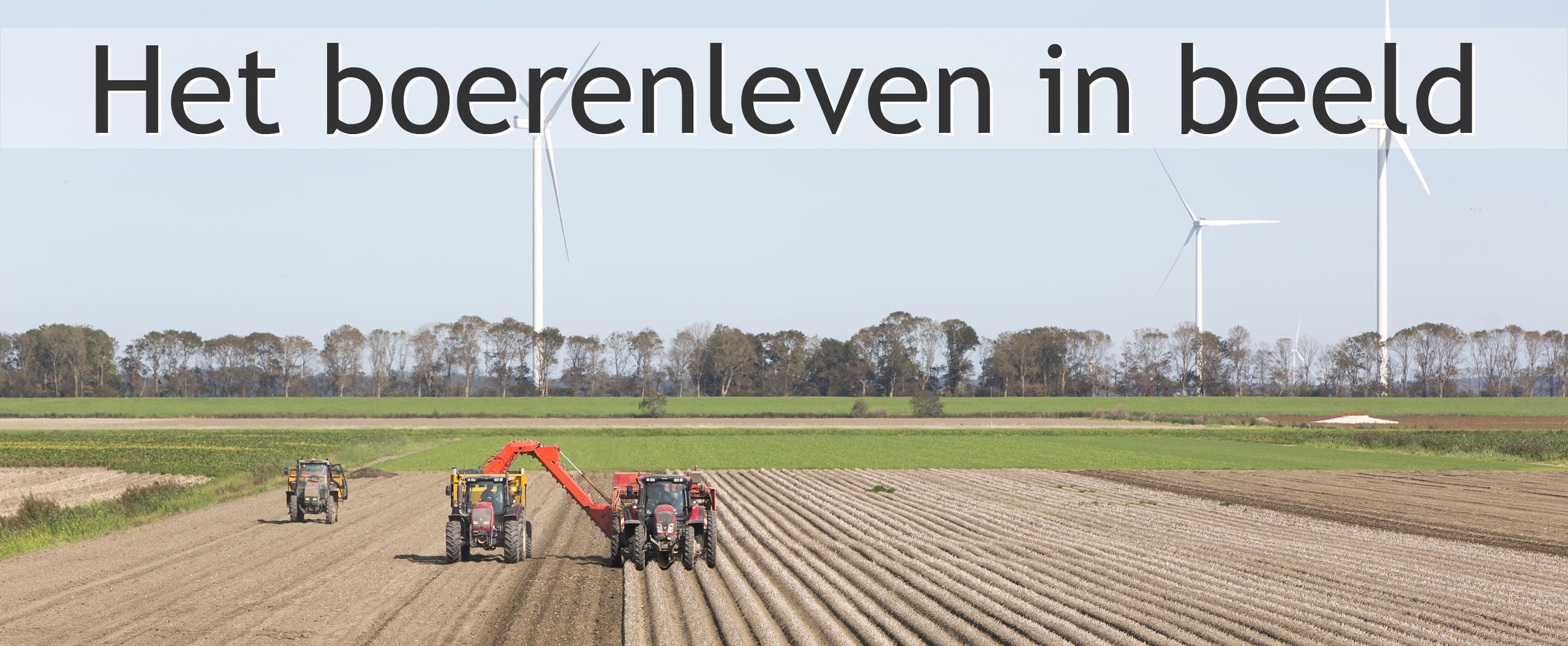 aardappelen rooien