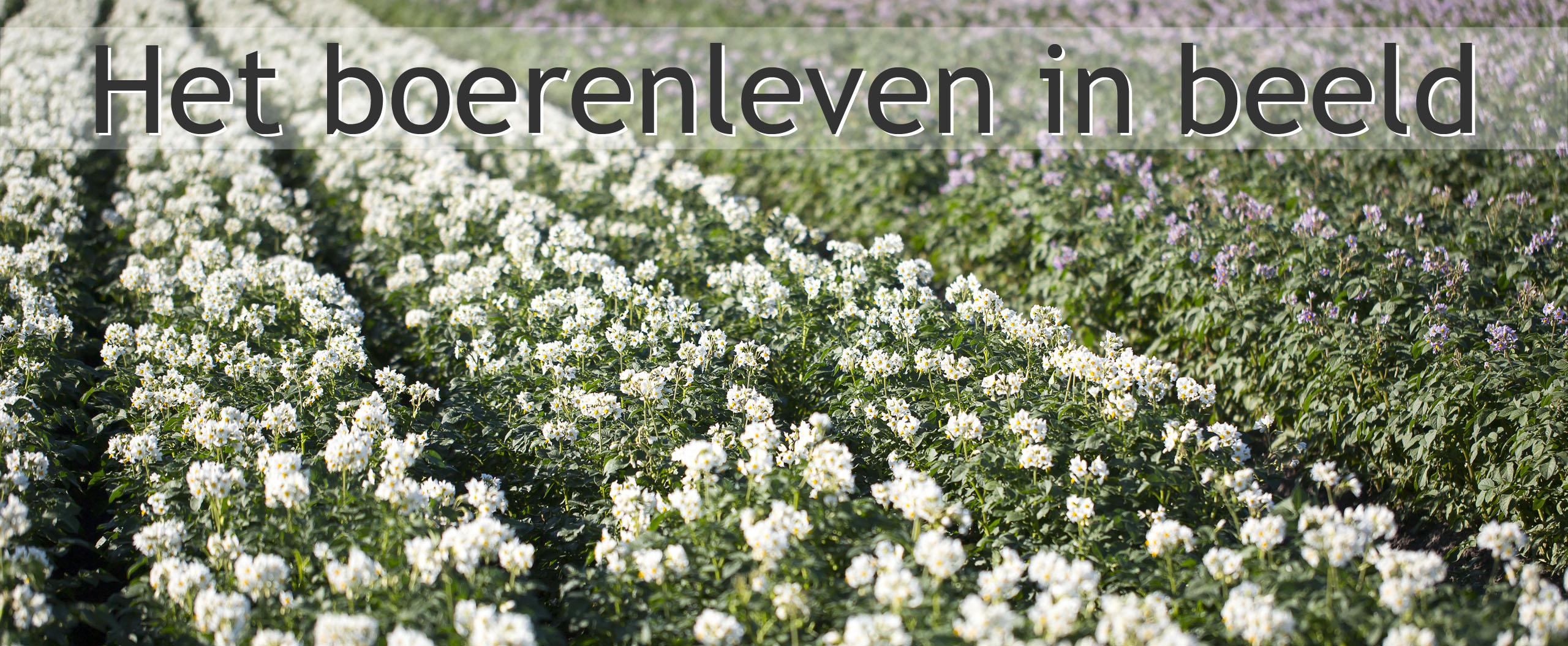 pootaardappelen bloesem