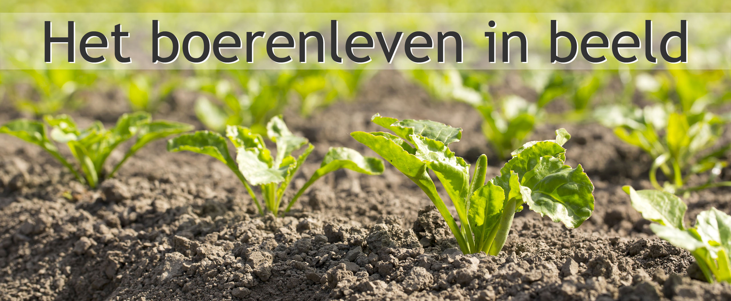 suikerbieten
