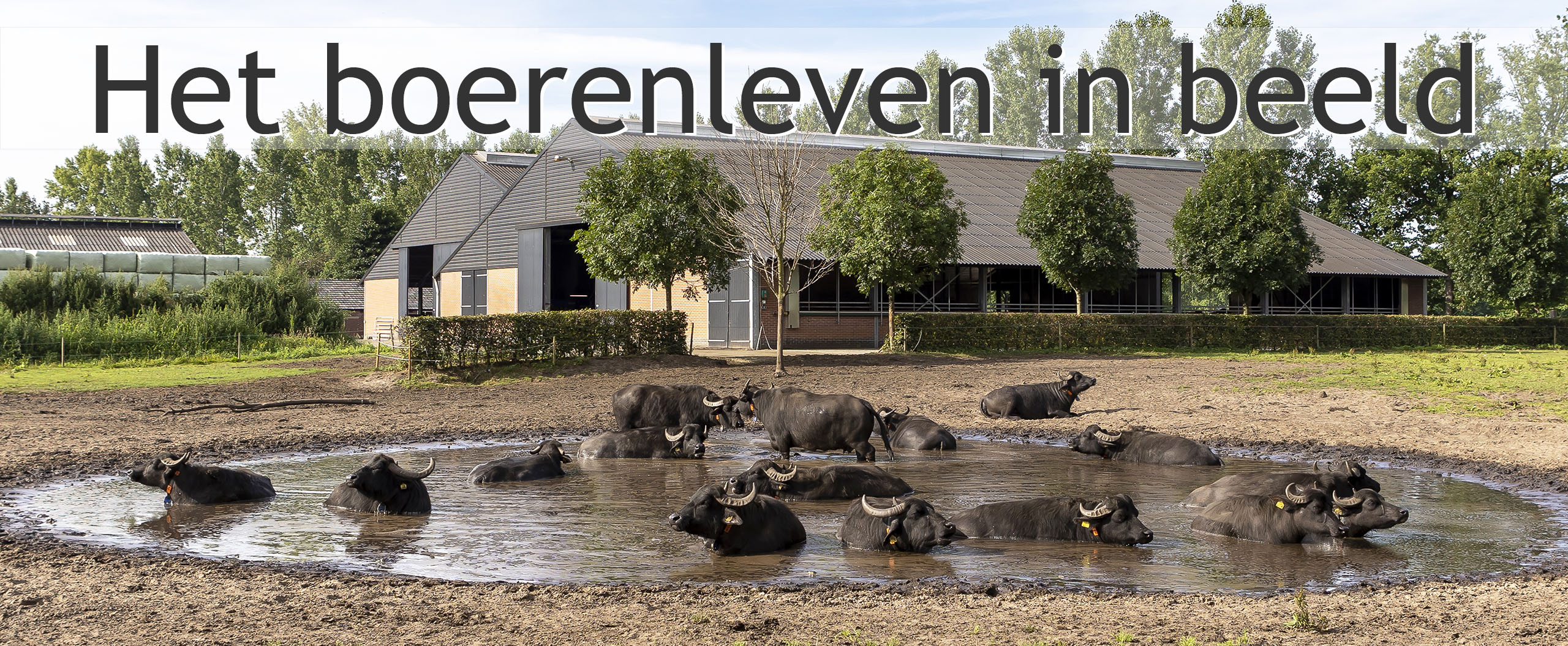 Dn Buff waterbuffels