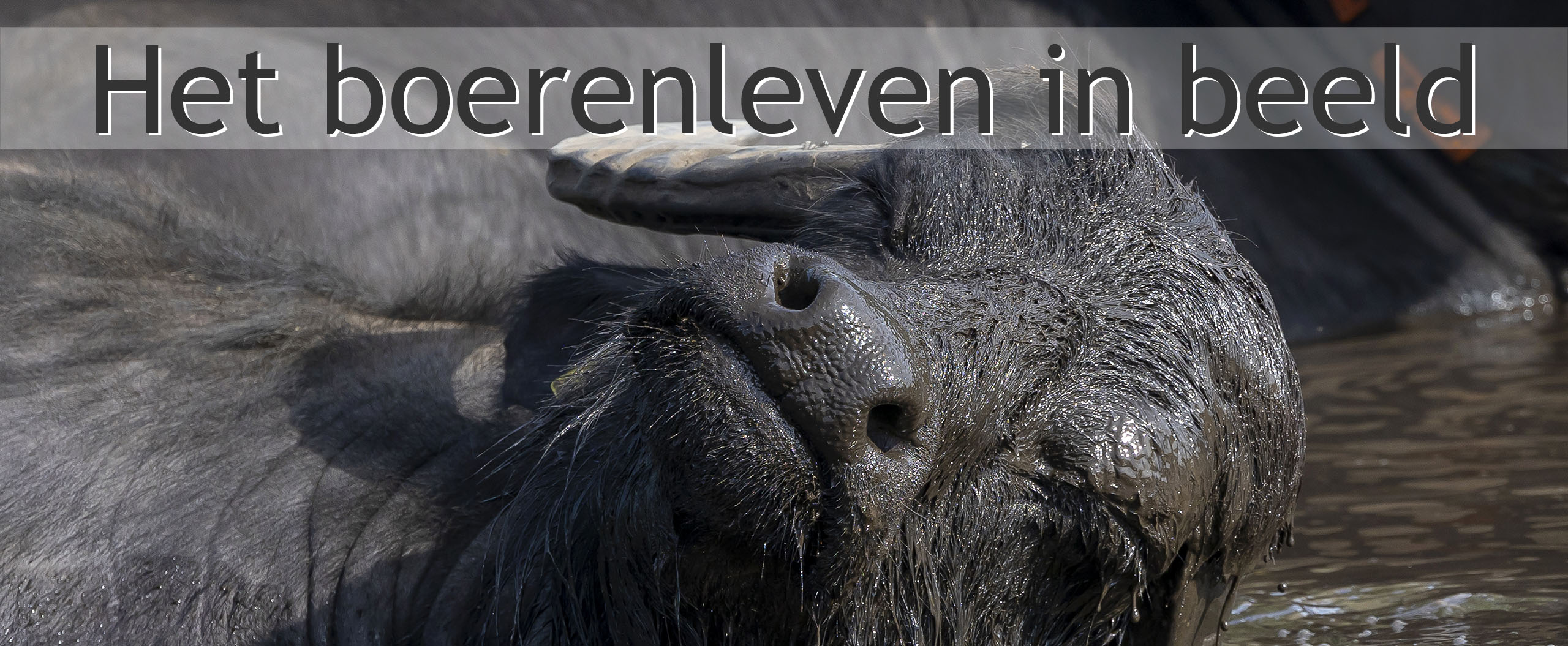 Dn Buff waterbuffelboerderij