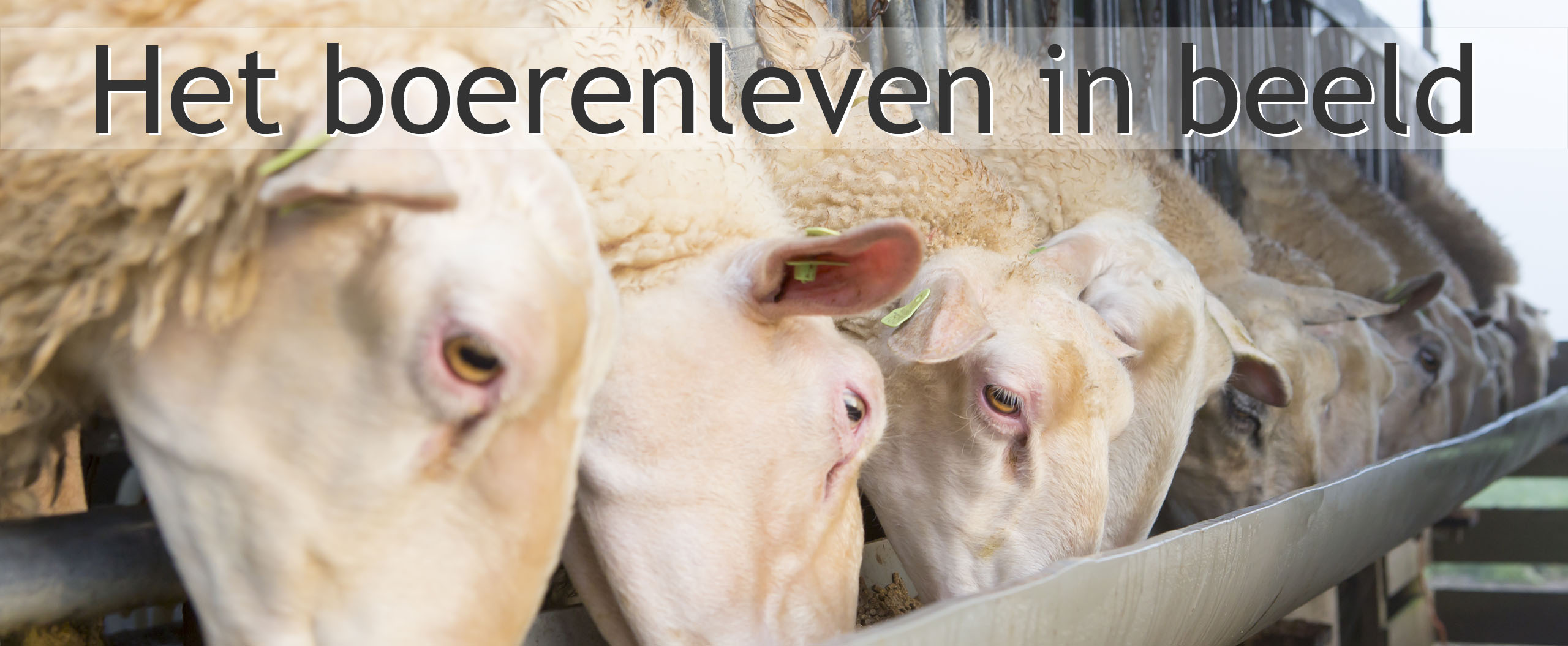 schapen melken