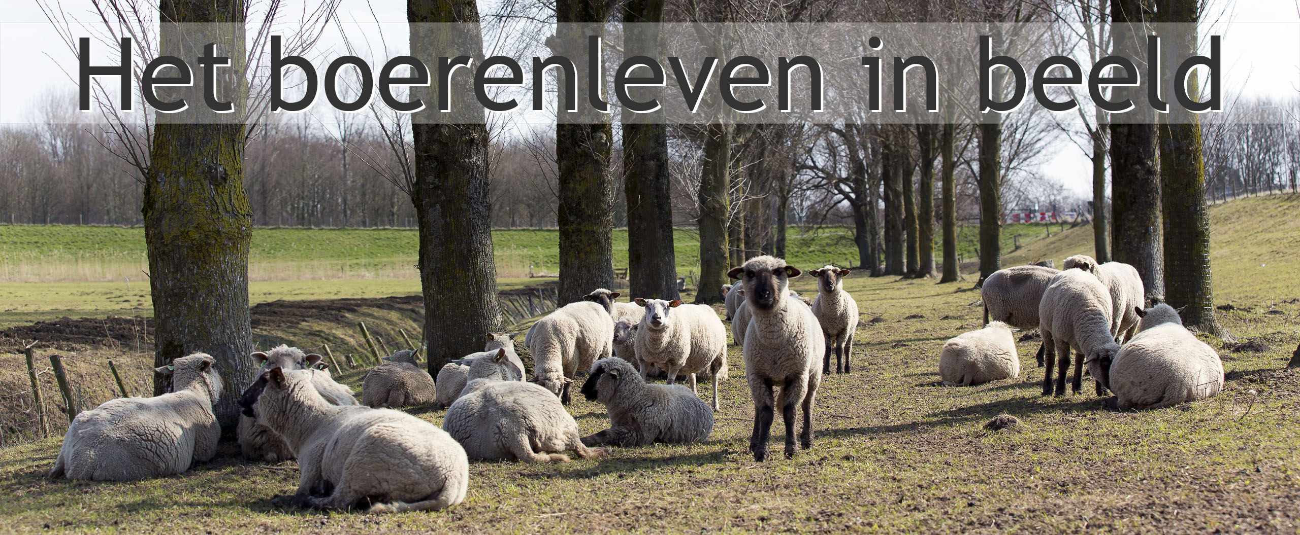 zwartkop schaap