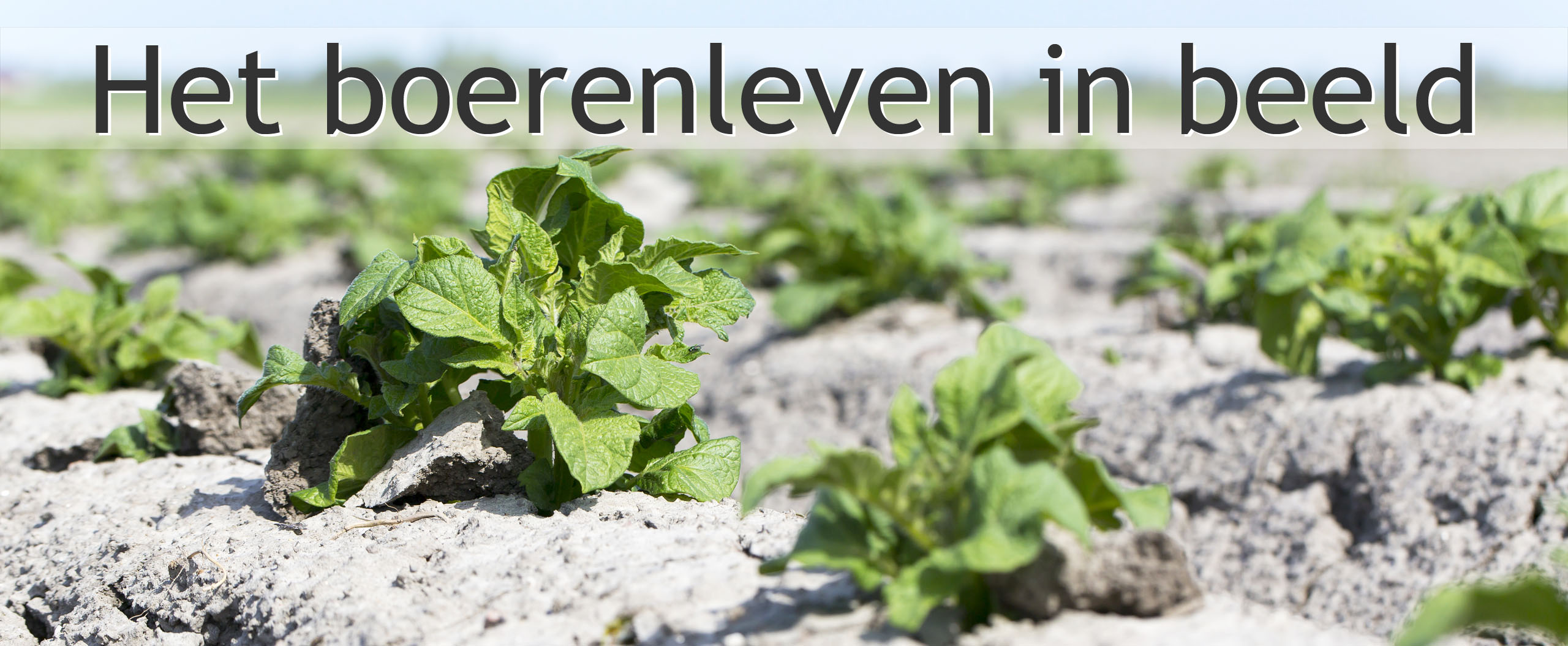 aardappelen telen akker