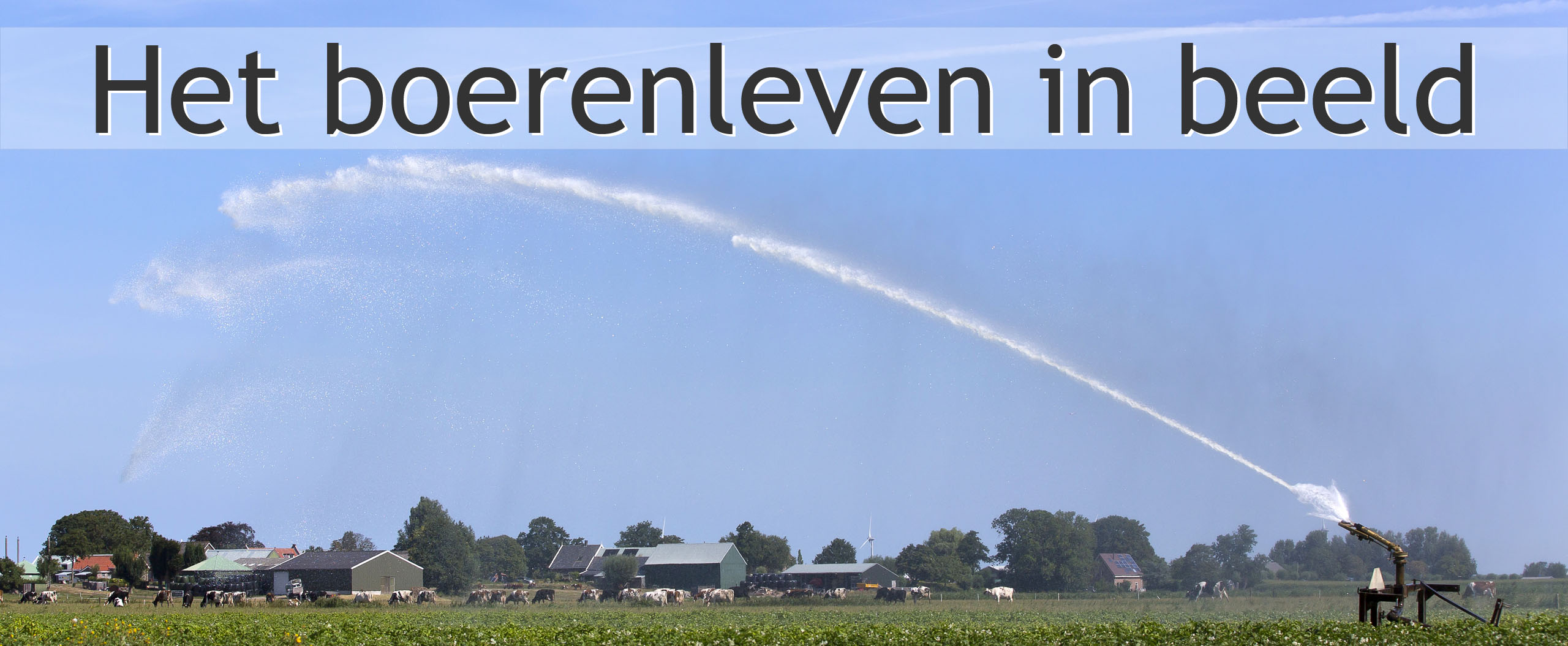 sproeien aardappelakker