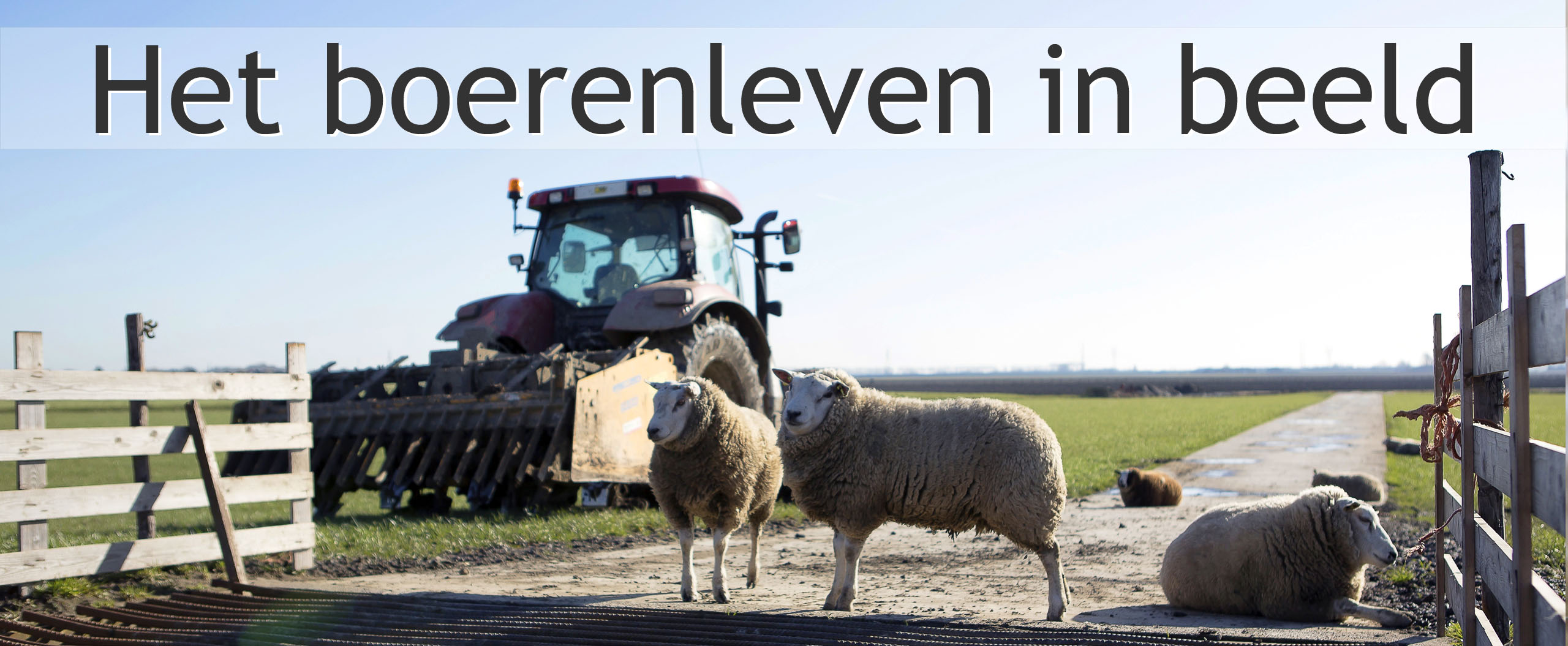 boerderij schapen