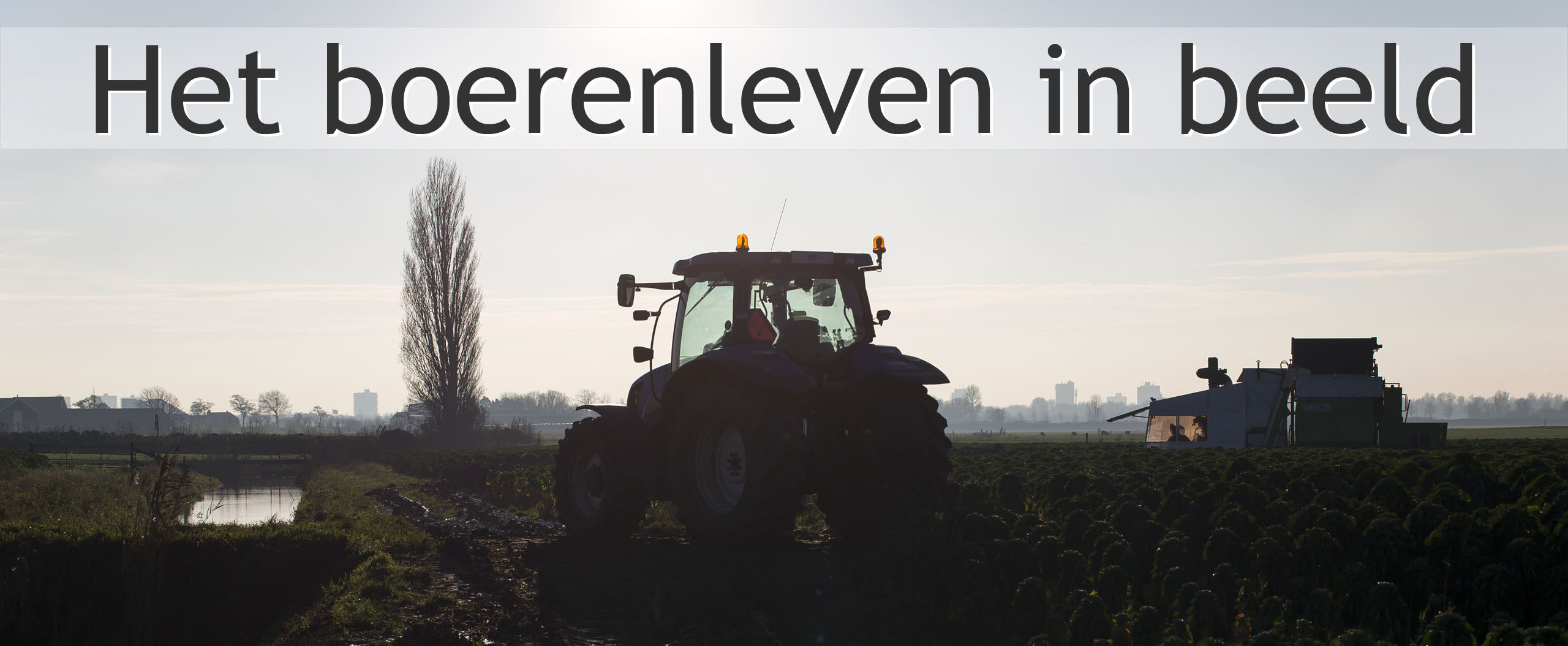 paarse spruit plukken