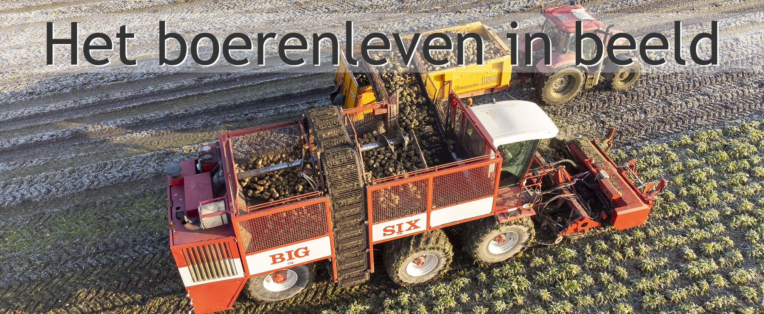 bieten rooien